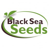 Black Sea Seeds SRL