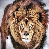 Antrenor, Vânzător, Manager în vânzări.